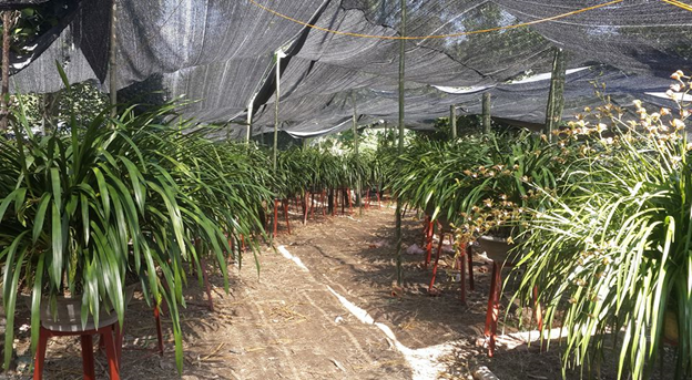 Hợp tác xã hoa Địa Lan Tả Phìn - Phát triển mô hình kinh tế trồng hoa Địa Lan kết hợp du lịch sinh thái